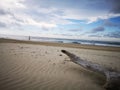 Tree branches being washed up on sea shore during the low tide. Royalty Free Stock Photo