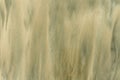 Sandy background. wet sand texture Royalty Free Stock Photo
