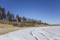 Sandy bank of a frozen river with snow and ice on the background of dry bushes and green coniferous trees under a clear dark blue Royalty Free Stock Photo