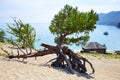 Sandy bay on the lake Baikal on sunny summer day. Larch roots protruded from the sand