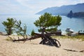 Sandy bay on the lake Baikal on sunny summer day. larch roots protruded from the sand. Walking tree Royalty Free Stock Photo