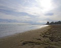 Sandy beach with algas Royalty Free Stock Photo