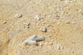 Sandy beach background for summer. Sand texture. Macro shot Royalty Free Stock Photo