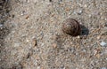 Sandy beach background for summer. Sand texture. Macro shot. Copy space Royalty Free Stock Photo