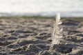 One white bird feather left on the sand Royalty Free Stock Photo