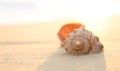 Sandy beach with beautiful seashell on sunny day, closeup. Space for text Royalty Free Stock Photo