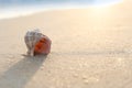 Sandy beach with beautiful seashell on day. Space for text Royalty Free Stock Photo