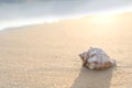 Sandy beach with beautiful seashell on day. Space for text Royalty Free Stock Photo