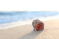 Sandy beach with beautiful seashell on day. Space for text Royalty Free Stock Photo