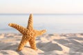 Sandy beach with beautiful starfish near sea on sunny summer day Royalty Free Stock Photo