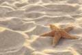 Sandy beach with beautiful starfish near sea on sunny summer day. Space for Royalty Free Stock Photo