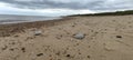 Sandy beach in caister