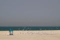 Sandy beach in Dubai. Garbage and seagulls on the shore. United Arab Emirates.