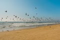 Sandy beach and flock of birds, pelicans and seagulls, beautiful California coastline