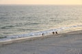 Sandy beach and horses in oman, arabic sea in salalah