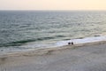 Sandy beach and horses in oman, arabic sea in salalah