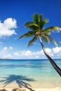 Sandy beach and leaning palm tree on Drawaqa Island, Yasawa Islands, Fiji