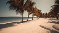 Sandy Beach Lined with Palmy Trees, a Tranquil Escape Where Sunsets Paint the Sky and Waves Gently Lap the Shore Royalty Free Stock Photo