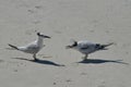 Sandy Beach with a Pair of Terns Squawking Royalty Free Stock Photo