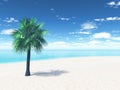 Sandy beach with palm tree Royalty Free Stock Photo