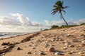 Sandy beach with palm tree and shells Royalty Free Stock Photo