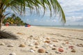 Sandy beach with palm tree and shells Royalty Free Stock Photo