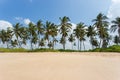 Sandy beach with palm trees Royalty Free Stock Photo