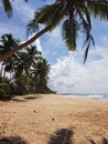 Sandy beach with palm trees