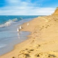 Sandy beach, seagulls, sea, and blue sky Royalty Free Stock Photo
