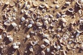 Sandy beach with seashells. Summer beach background.