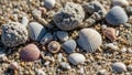 On a sandy beach. The shells display a range of pastel colors Royalty Free Stock Photo