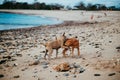 Sandy beach with two dogs playing near the water with a blue sky in the background Royalty Free Stock Photo