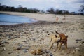 Sandy beach with two dogs playing near the water with a blue sky in the background Royalty Free Stock Photo