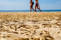 Sandy beach, yellow sand, pieces of dried cane