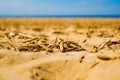 Sandy beach, yellow sand,