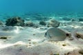 Sandy bottom, fish swimming underwater Annular sea bream Diplodus annularis