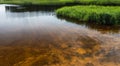 The sandy bottom of the lake. Juicy green rushes. Lonely duck in the center of the frame