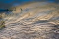 sandy bottom with a wavy relief is located in the shallows of the pond