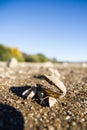 A sandy clam at the beach Royalty Free Stock Photo