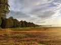 Sandy coast of the Gulf of Finland with a low grass and edge of the wood on a sunset Royalty Free Stock Photo