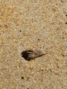 The sandy-colored horned ghost crab exits from the hole. Royalty Free Stock Photo