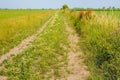 Sandy country path with wheel tracks on a summer day