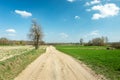 A sandy country road through fields, a tree and blue sky Royalty Free Stock Photo