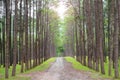 Sandy country road in pine forest Royalty Free Stock Photo