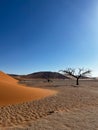 Sandy desert dune landscape, nobody. Lonely acacia tree. Royalty Free Stock Photo