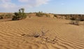 Sandy desert Kyzylkum, Uzbekistan, Central Asia