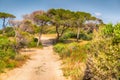 Sandy dirt track leading through coastal woodland and scrub