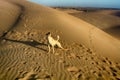 Sandy dog. Dog in Great Indian desert Thar Royalty Free Stock Photo