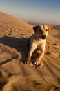 Sandy dog. Dog in Great Indian desert Thar Royalty Free Stock Photo