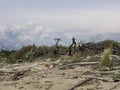 Sandy dune and driftwood detail in the Natural Park of Migliarino San Rossore Massaciuccoli. Near Pisa, in Tuscany